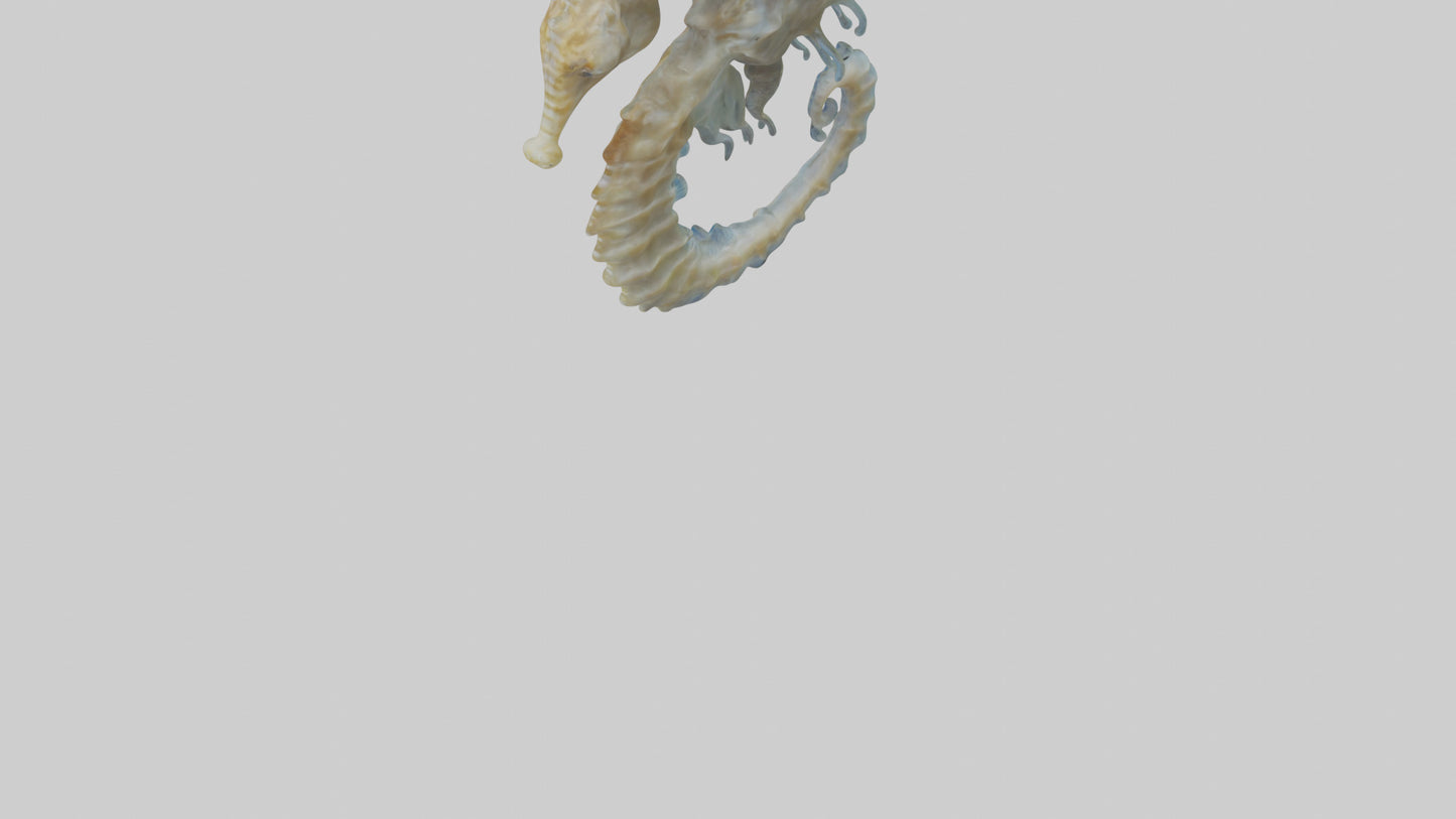 Seahorse Brain 3D model