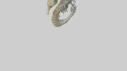 Seahorse Brain 3D model