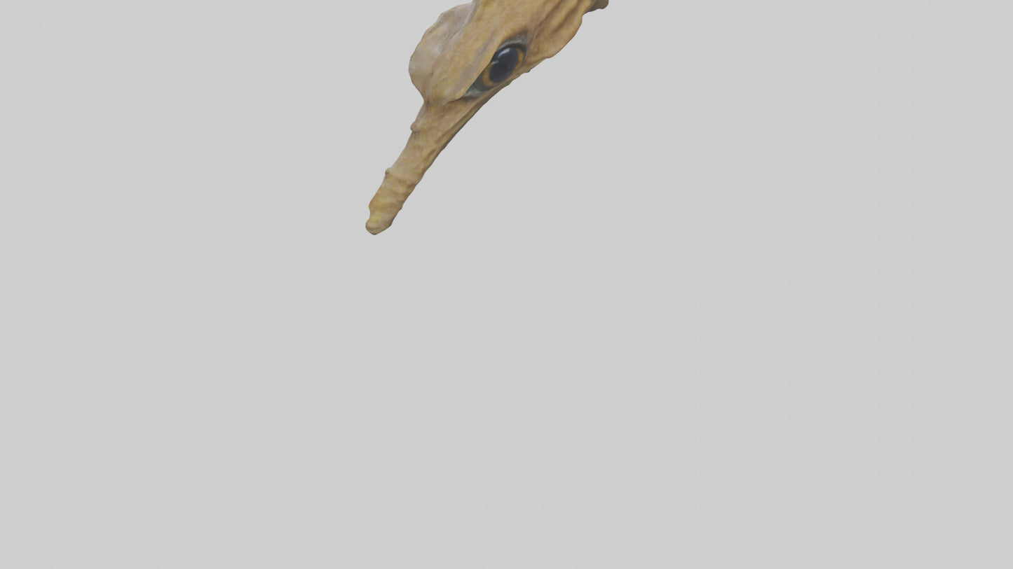Seahorse Brain 3D model