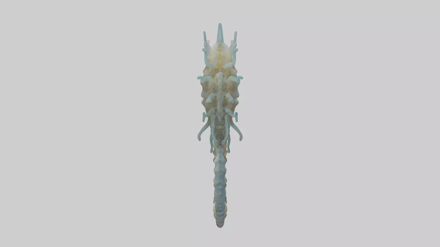 Seahorse Brain 3D model