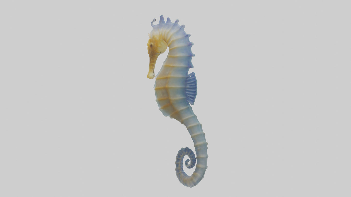 3D model Seahorse Fin VR / AR / low-poly