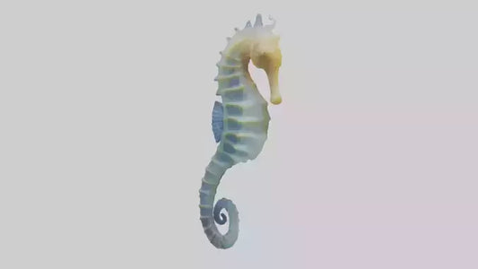 3D model Seahorse Fin VR / AR / low-poly