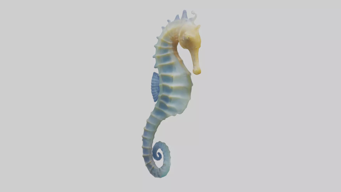 3D model Seahorse Fin VR / AR / low-poly