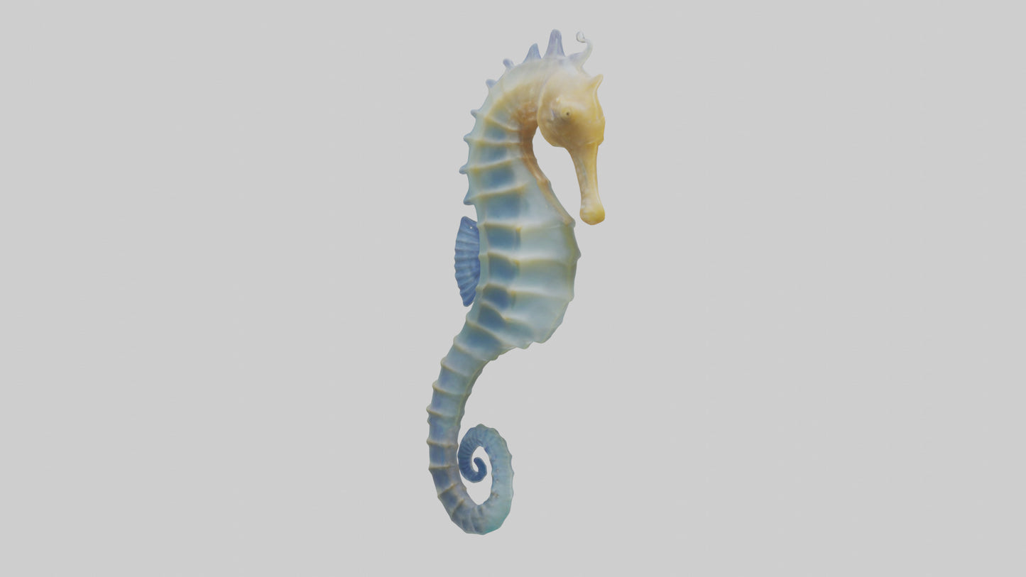 3D model Seahorse Fin VR / AR / low-poly