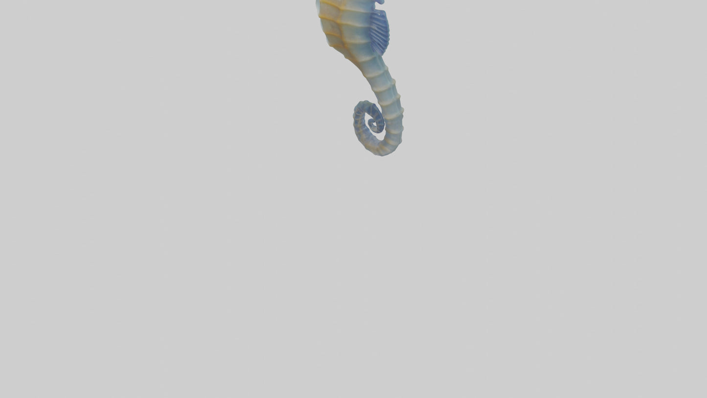 3D model Seahorse Fin VR / AR / low-poly