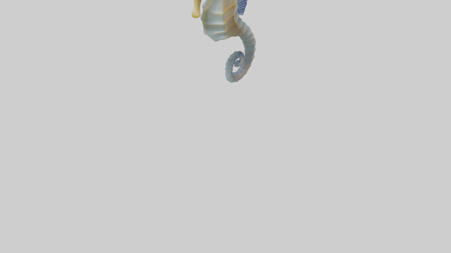 3D model Seahorse Fin VR / AR / low-poly