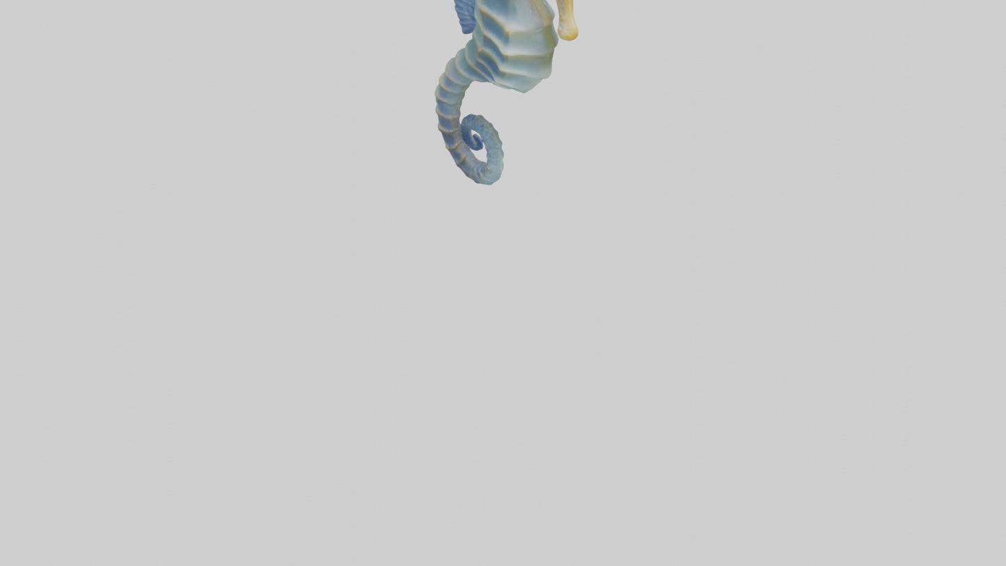 3D model Seahorse Fin VR / AR / low-poly
