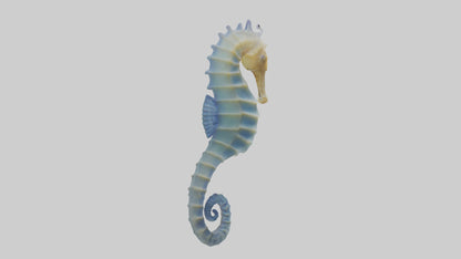 3D model Seahorse Fin VR / AR / low-poly