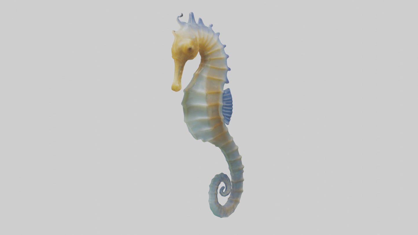 3D model Seahorse Fin VR / AR / low-poly
