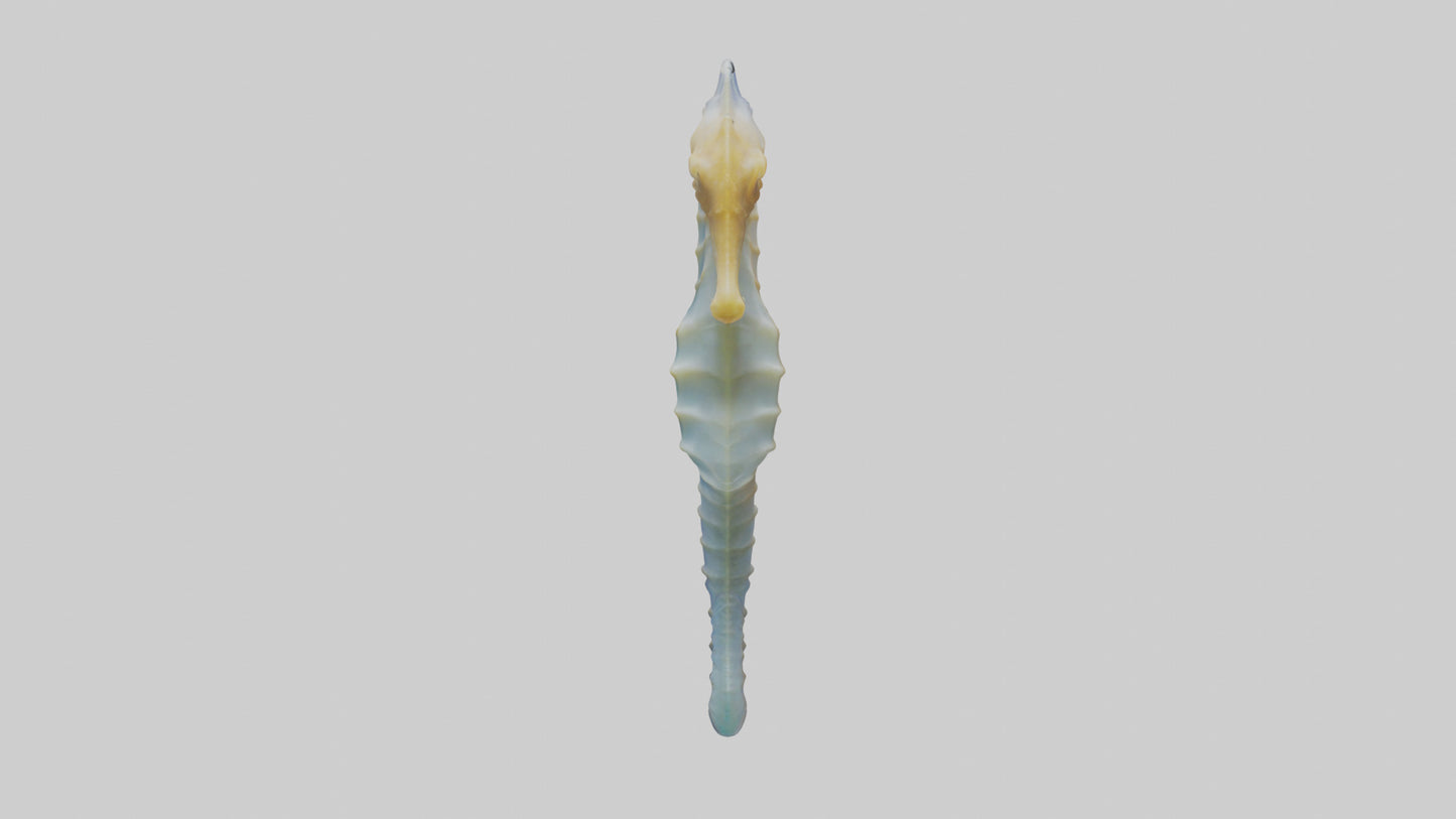 3D model Seahorse Fin VR / AR / low-poly