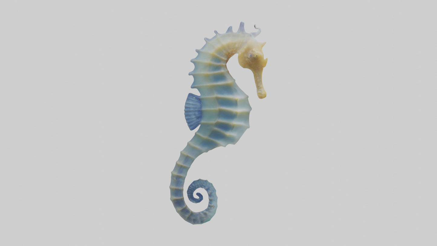 3D model Seahorse Fin VR / AR / low-poly