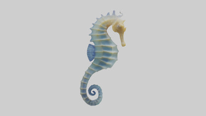 3D model Seahorse Fin VR / AR / low-poly