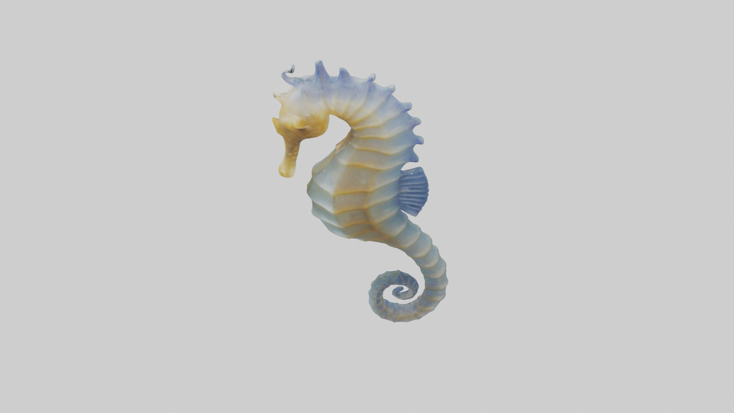 3D model Seahorse Fin VR / AR / low-poly