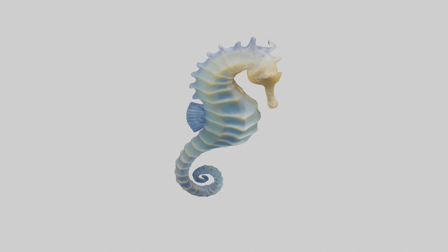 3D model Seahorse Fin VR / AR / low-poly