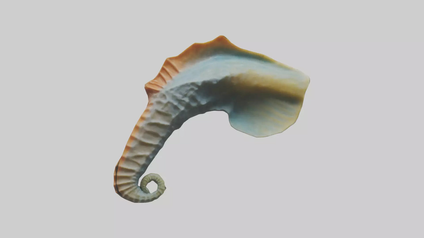 Seahorse Fin Model VR / AR / low-poly