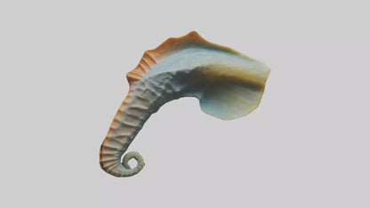 Seahorse Fin Model VR / AR / low-poly
