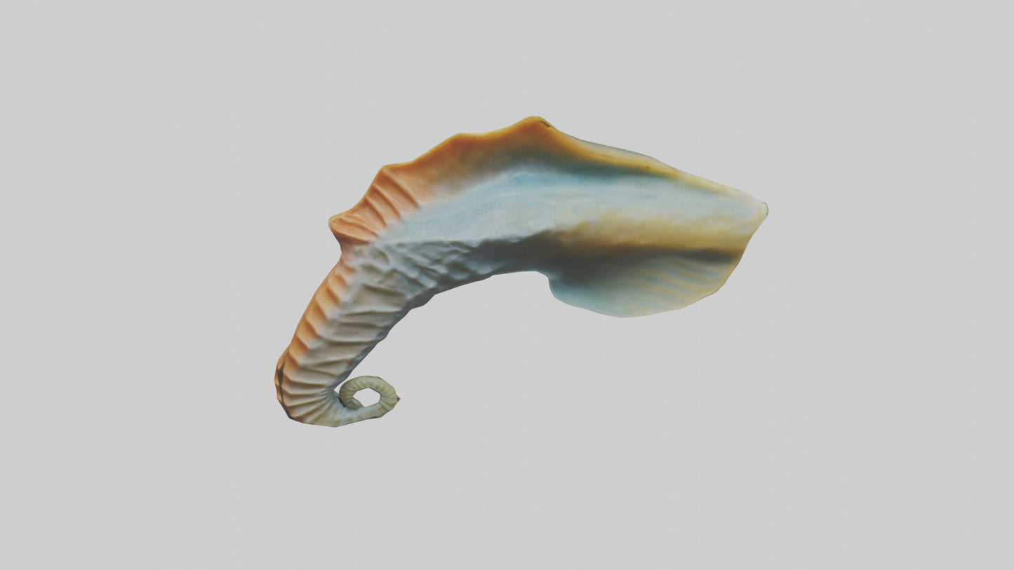 Seahorse Fin Model VR / AR / low-poly