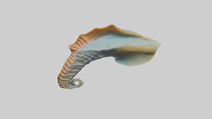 Seahorse Fin Model VR / AR / low-poly