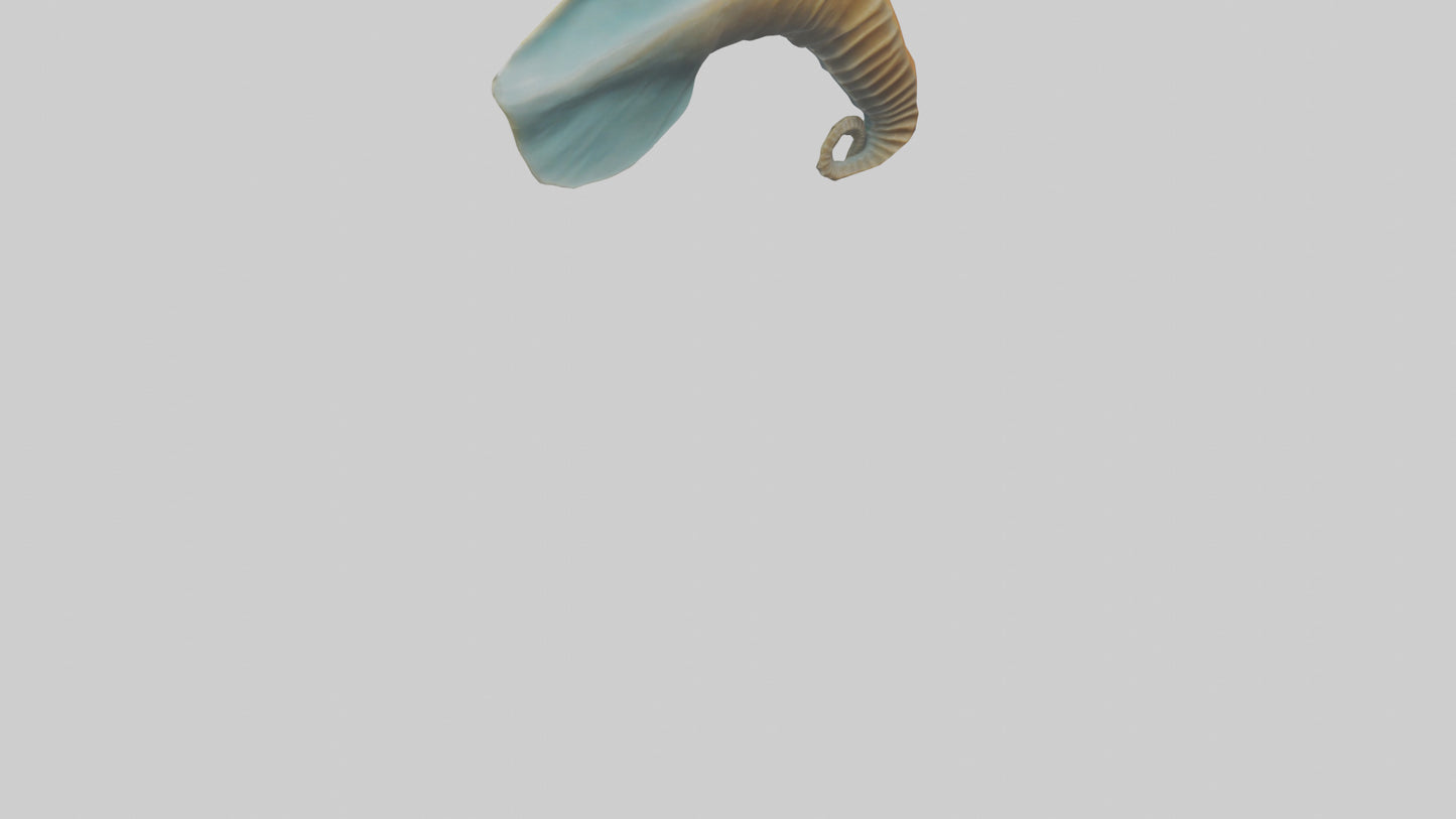 Seahorse Fin Model VR / AR / low-poly