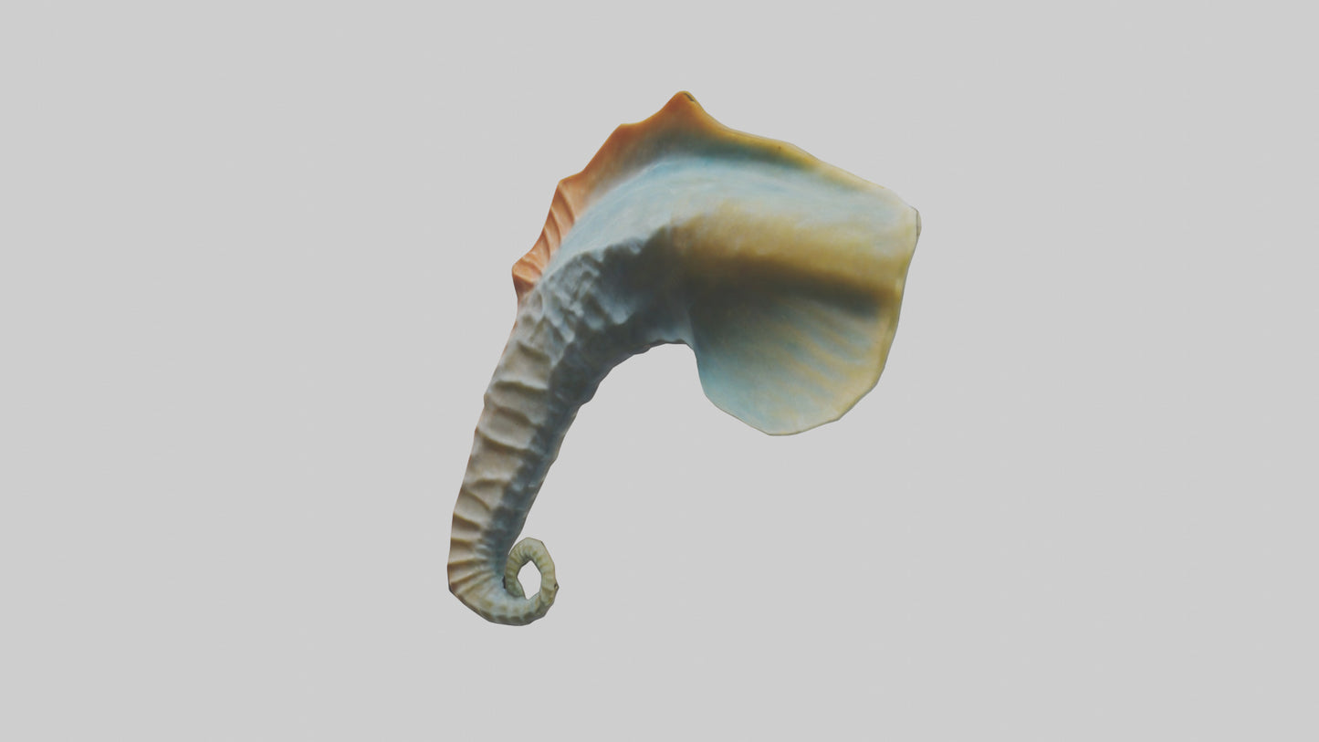 Seahorse Fin Model VR / AR / low-poly