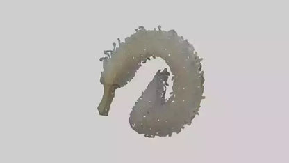 3D model Seahorse Gills VR / AR / low-poly