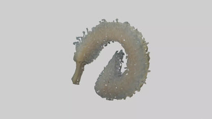 3D model Seahorse Gills VR / AR / low-poly