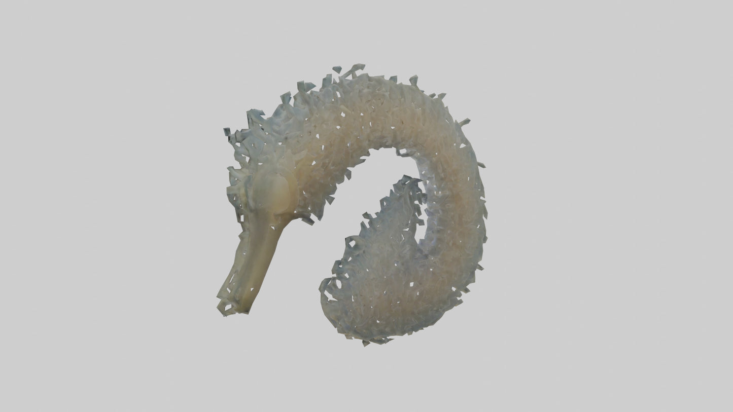 3D model Seahorse Gills VR / AR / low-poly