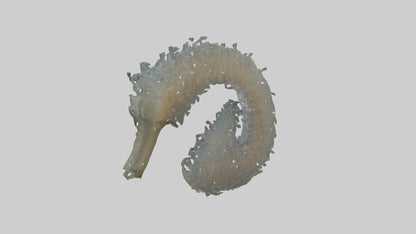 3D model Seahorse Gills VR / AR / low-poly