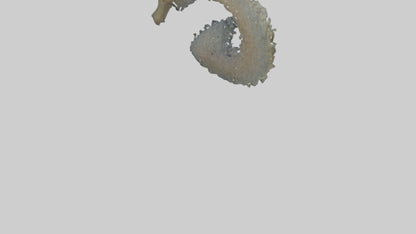 3D model Seahorse Gills VR / AR / low-poly