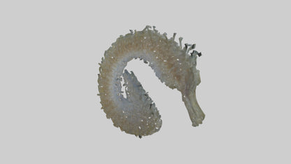 3D model Seahorse Gills VR / AR / low-poly