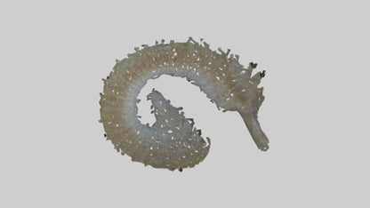 3D model Seahorse Gills VR / AR / low-poly