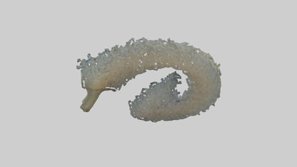 3D model Seahorse Gills VR / AR / low-poly