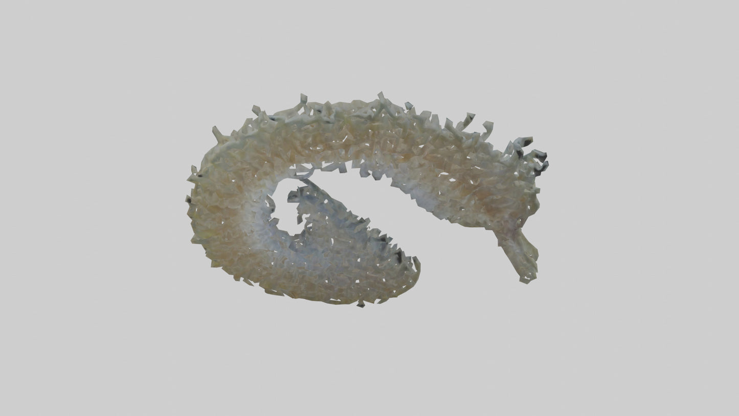 3D model Seahorse Gills VR / AR / low-poly