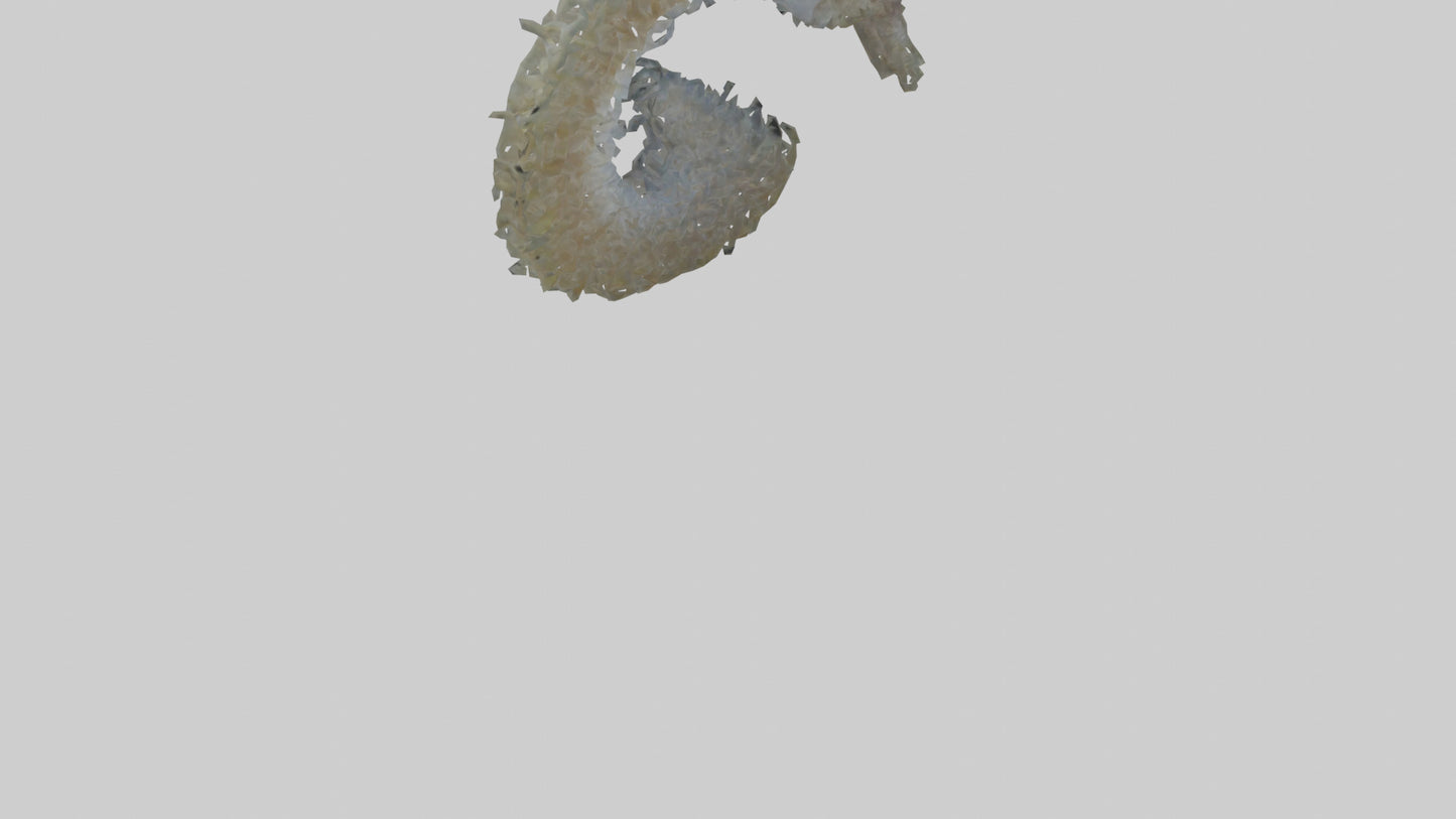 3D model Seahorse Gills VR / AR / low-poly