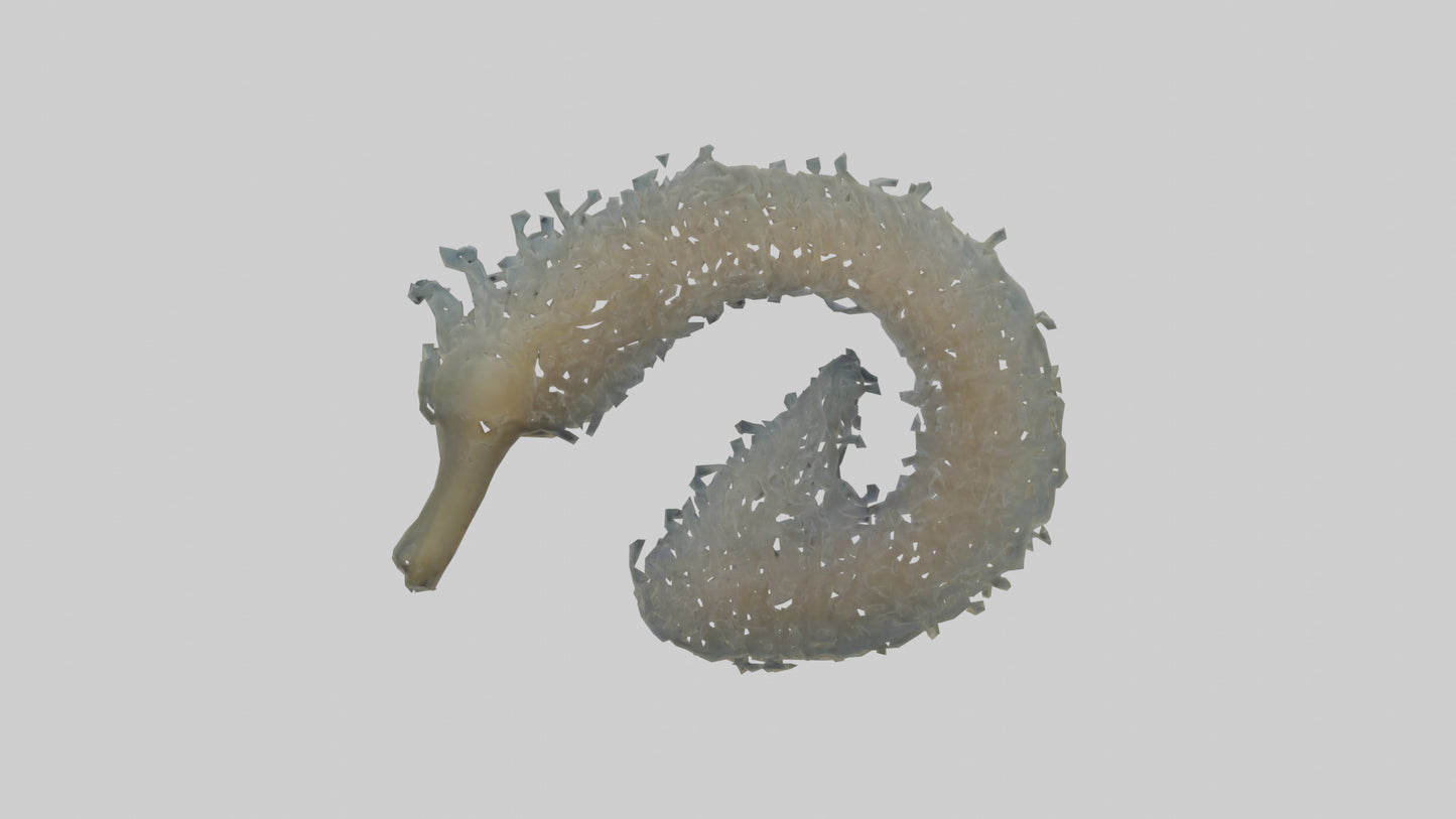 3D model Seahorse Gills VR / AR / low-poly