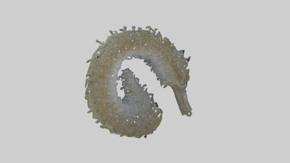3D model Seahorse Gills VR / AR / low-poly