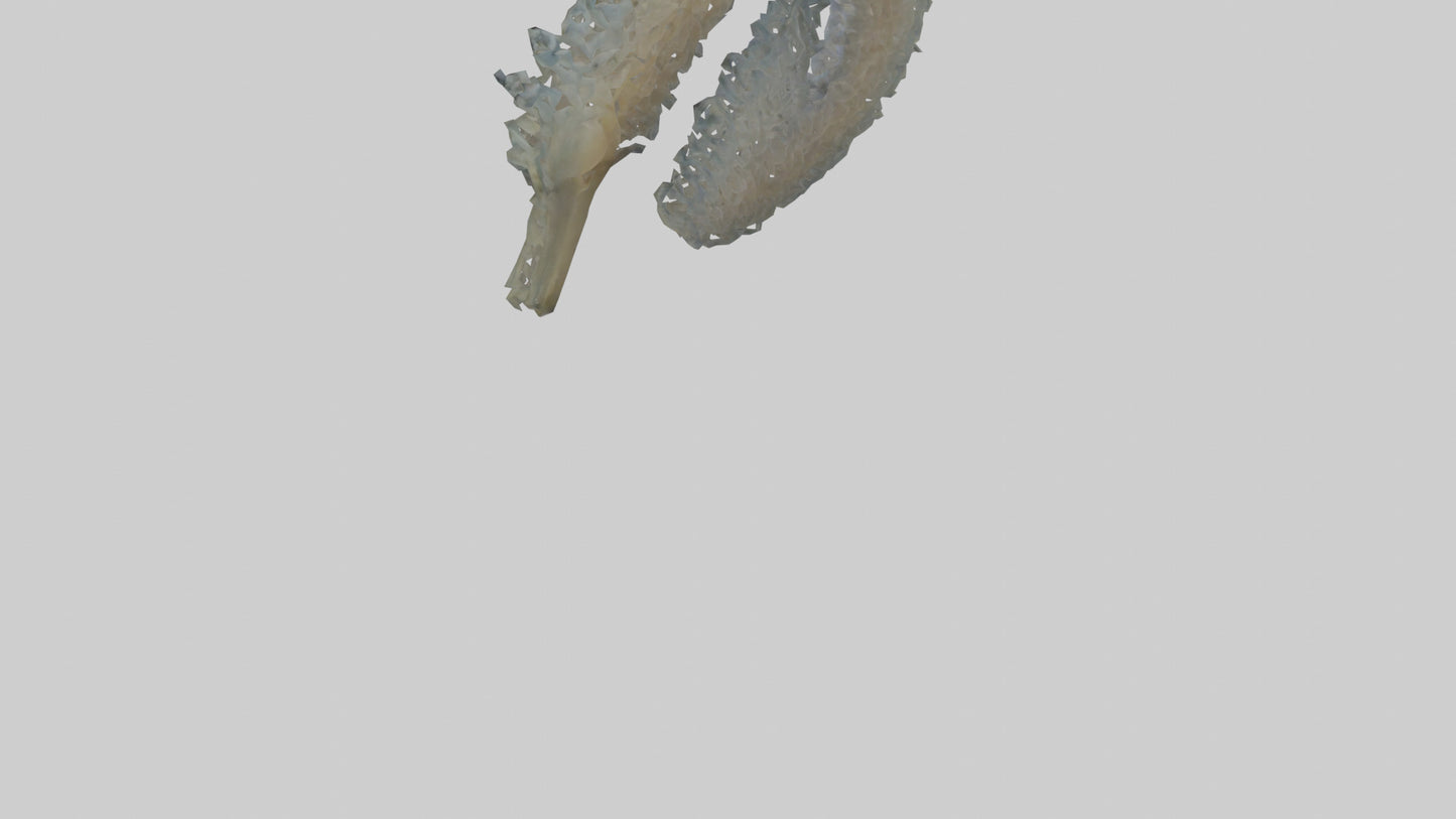 3D model Seahorse Gills VR / AR / low-poly