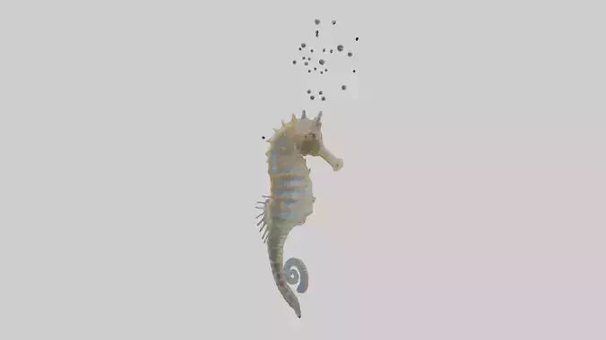 Seahorse Lungs 3D model