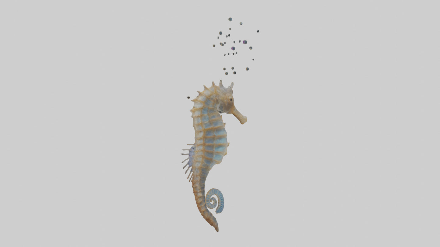 Seahorse Lungs 3D model