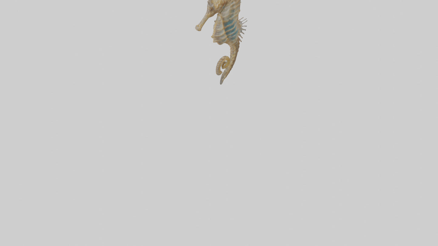 Seahorse Lungs 3D model