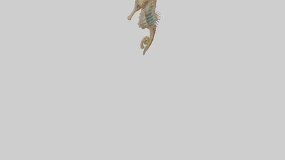 Seahorse Lungs 3D model