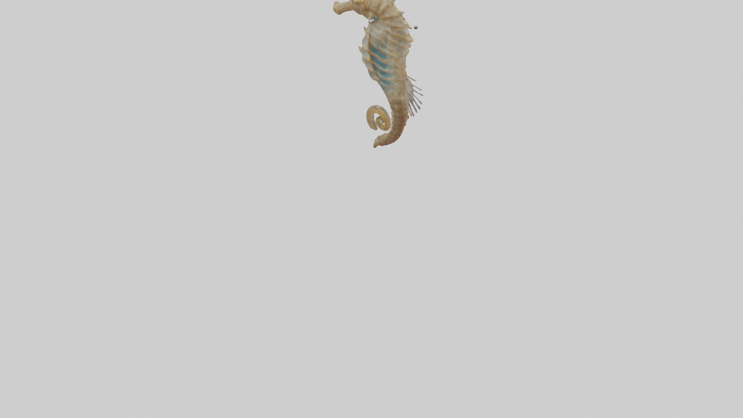 Seahorse Lungs 3D model