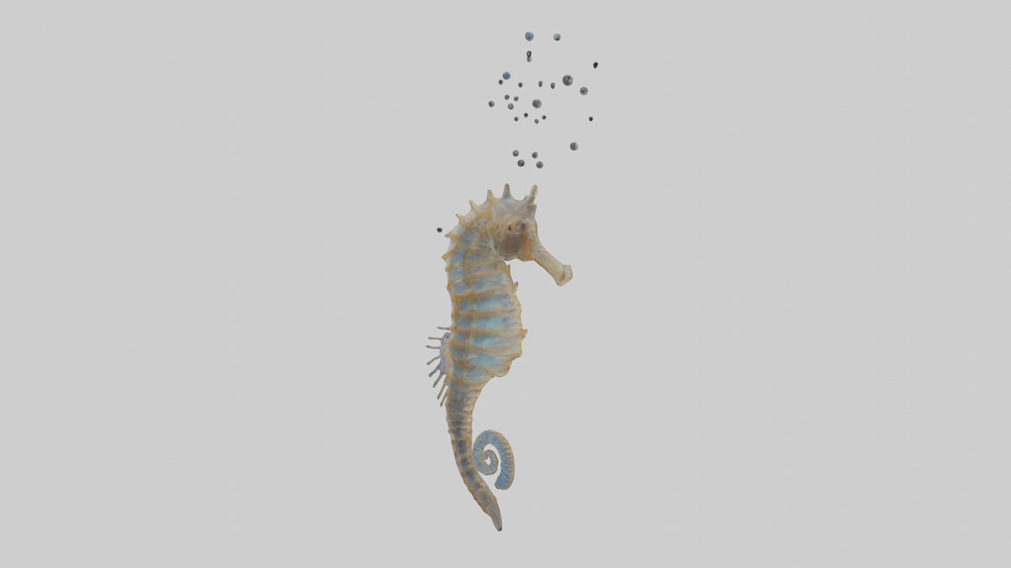Seahorse Lungs 3D model