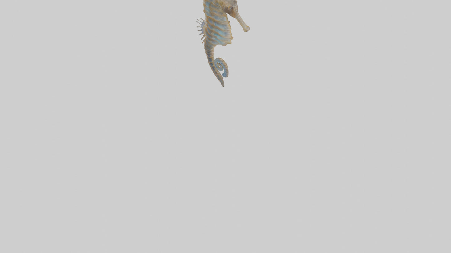 Seahorse Lungs 3D model