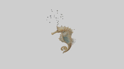 Seahorse Lungs 3D model