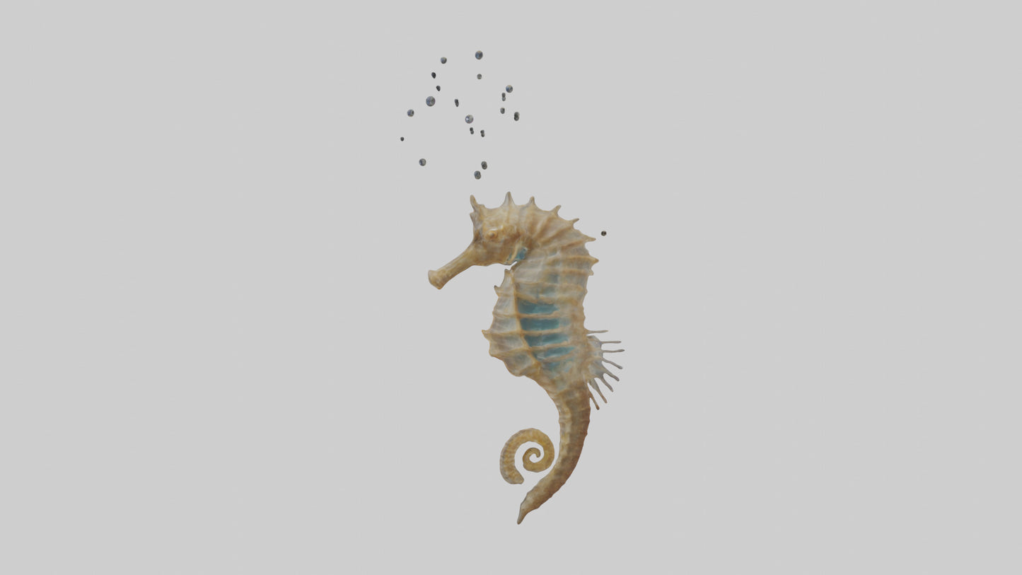 Seahorse Lungs 3D model