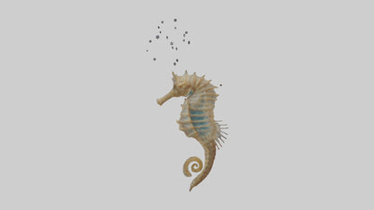 Seahorse Lungs 3D model