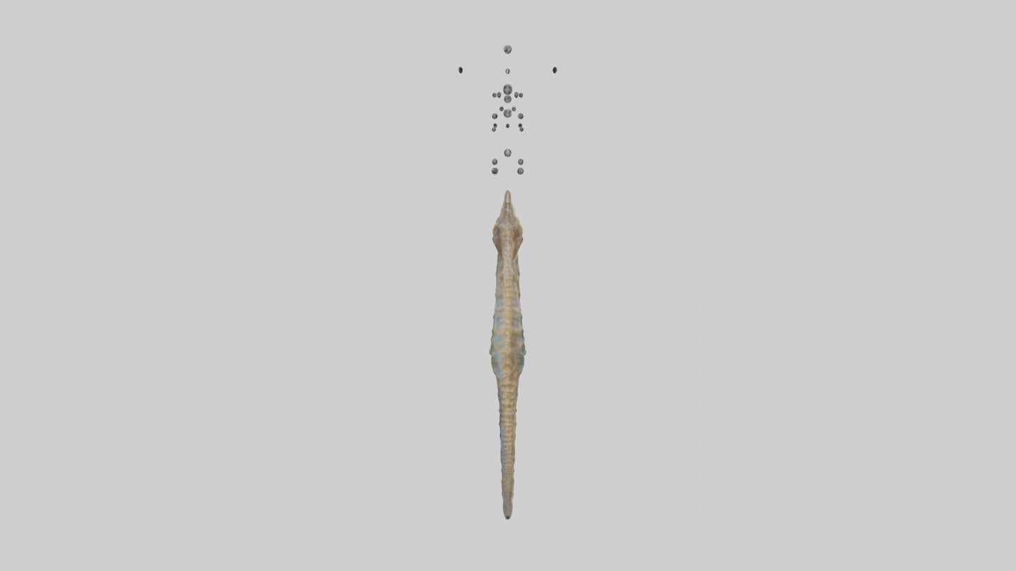 Seahorse Lungs 3D model