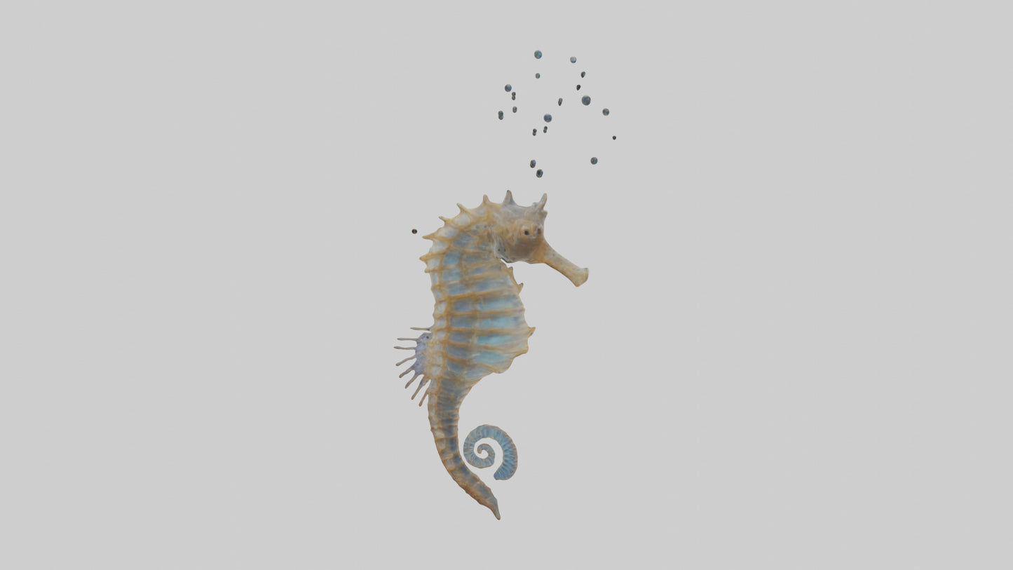 Seahorse Lungs 3D model