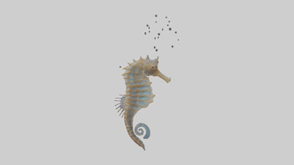 Seahorse Lungs 3D model